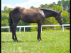 2015 brown Aqha filly but Out of Blue Rush.  Owned by Roger Elder. Resurrect the Blues
