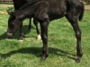 Belle: Filly out of Blue Rush