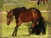 rezur-stallion