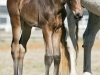 Tess: Resurrection Filly