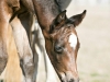 Tess: Resurrection Filly