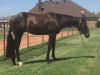 2015 black ApHC colt by Rezur out of Classically Detailed